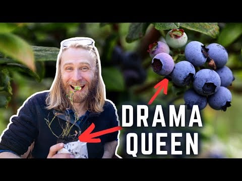 How to Plant and Grow Blueberries: Complete Guide for Beginners with Step-by-Step Demos
